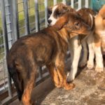 Mastin Mischling Monty, 08/2025 , Endgröße ca. 55 cm