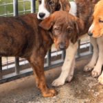 Mastin Mischling Monty, 08/2025 , Endgröße ca. 55 cm