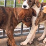 Mastin Mischling Monty, 08/2025 , Endgröße ca. 55 cm