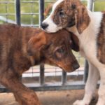 Mastin Mischling Monty, 08/2025 , Endgröße ca. 55 cm