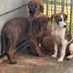 Mastin Mischling Monty, 08/2025 , Endgröße ca. 55 cm