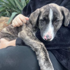 Mastin Mr. Adventure, 10/2025, Endgröße ca. 65 cm