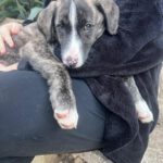 Mastin Mr. Adventure, 10/2025, Endgröße ca. 65 cm