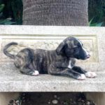 Mastin Mr. Adventure, 10/2025, Endgröße ca. 65 cm