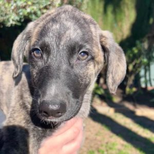 Mastin Mr. Cole, 10/2025, Endgröße ca. 65 cm