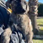 Mastin Mr. Cole, 10/2025, Endgröße ca. 65 cm