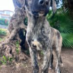 Mastin Mr. Cole, 10/2025, Endgröße ca. 65 cm