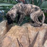 Mastin Mr. Cole, 10/2025, Endgröße ca. 65 cm