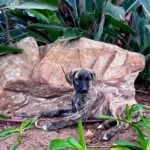 Mastin Mr. Cole, 10/2025, Endgröße ca. 65 cm