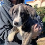 Mastin Mr. Cuddles, 10/2025, Endgröße ca. 65 cm