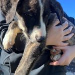 Mastin Mr. Cuddles, 10/2025, Endgröße ca. 65 cm