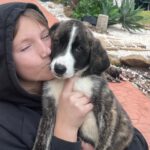 Mastin Mr. Cuddles, 10/2025, Endgröße ca. 65 cm