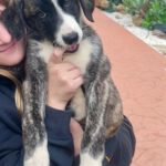 Mastin Mr. Cuddles, 10/2025, Endgröße ca. 65 cm