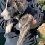 Mastin Mr. Cuddles, 10/2025, Endgröße ca. 65 cm