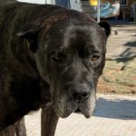 Presa Canario Narco, 08/2021, ca. 60 cm