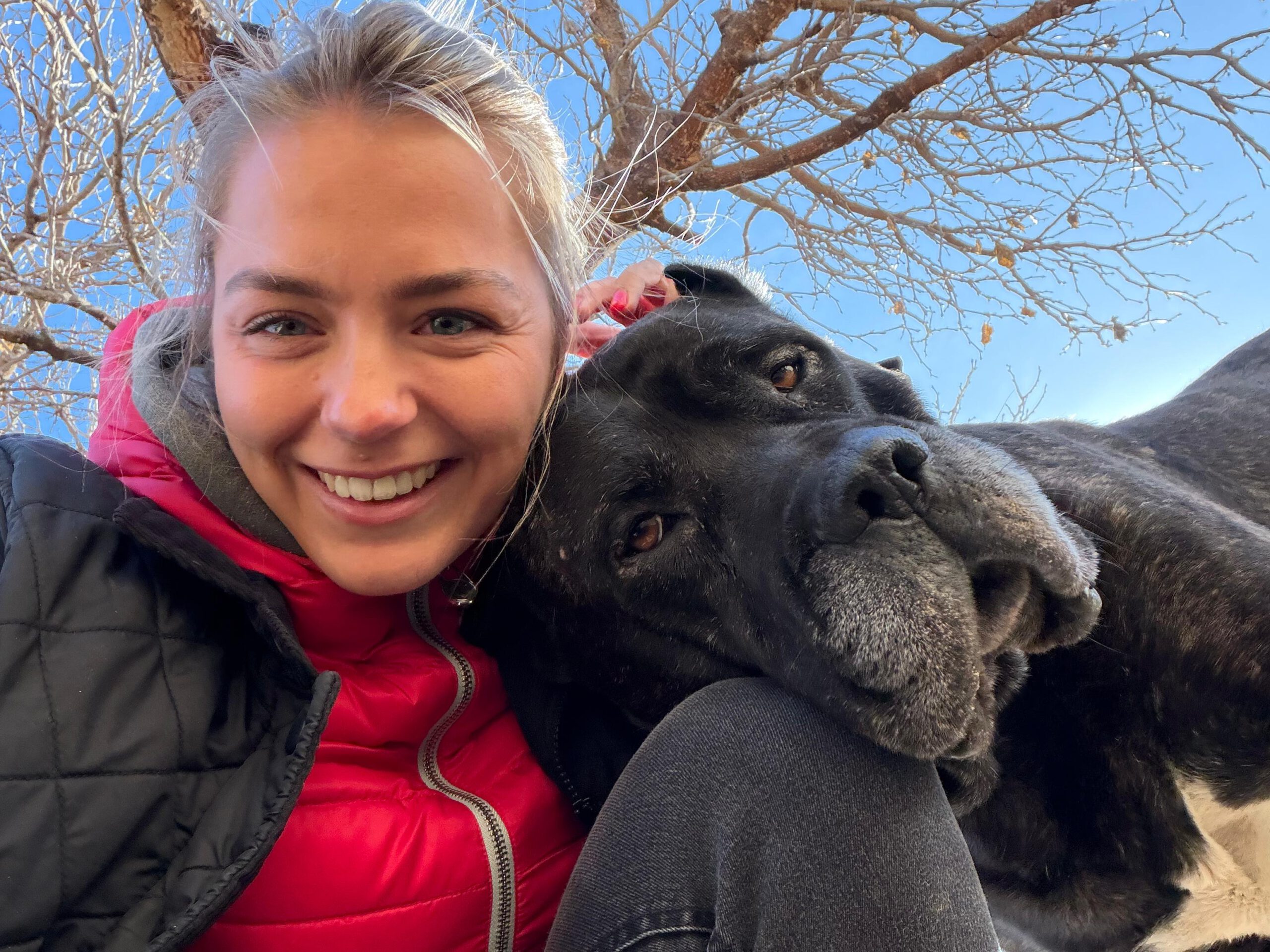 Presa Canario Narco, 08/2021, ca. 60 cm