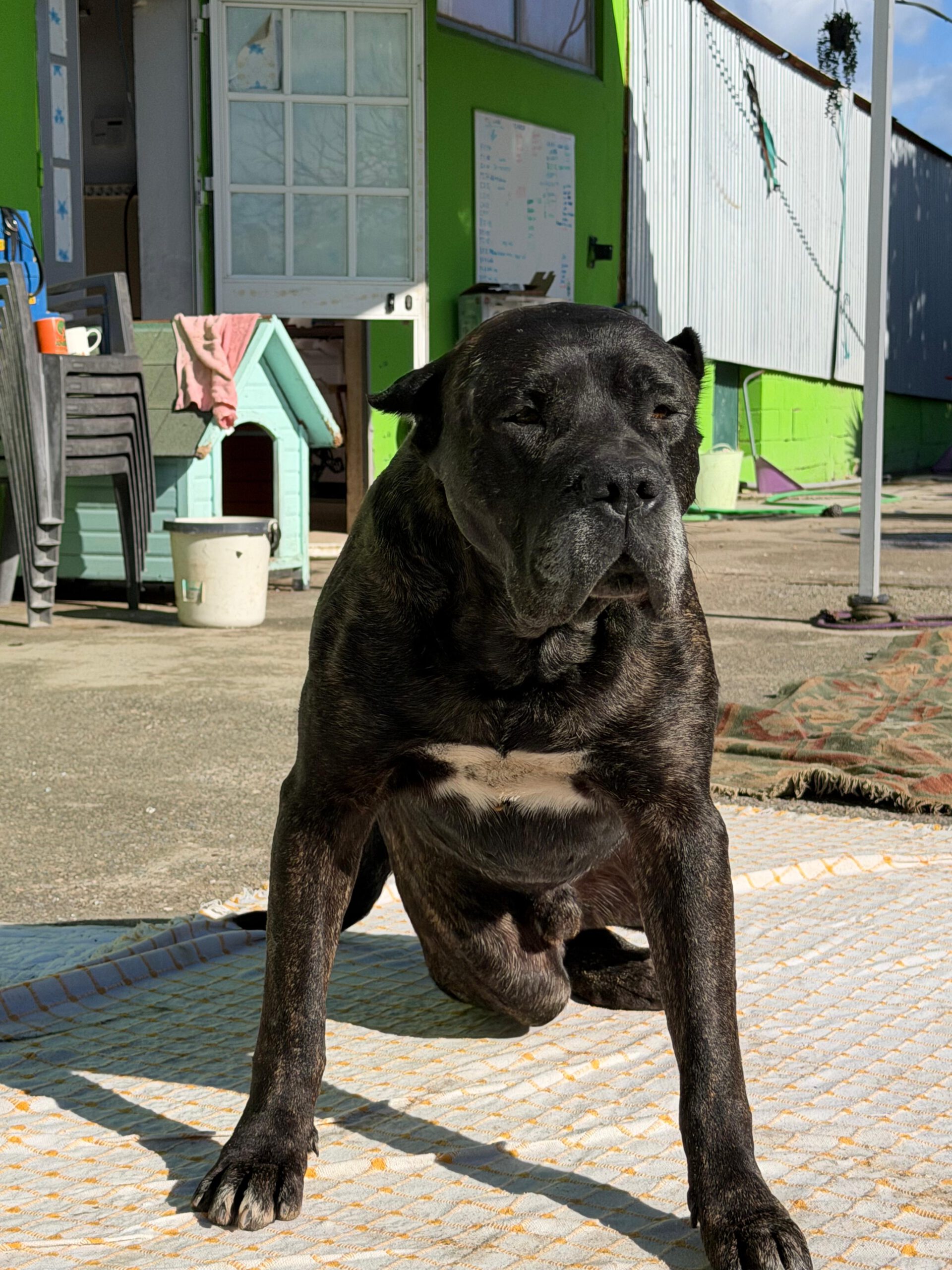 Presa Canario Narco, 08/2021, ca. 60 cm
