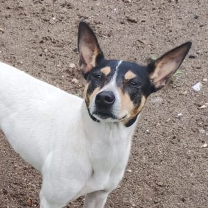 Bodeguero Nati, 07/2023, ca. 43 cm