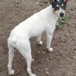 Bodeguero Nati, 07/2023, ca. 43 cm