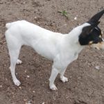 Bodeguero Nati, 07/2023, ca. 43 cm