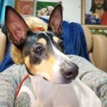 Bodeguero Nati, 07/2023, ca. 43 cm