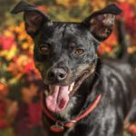 Pinscher-Bodeguero-Mischling Neron, 02/2020, ca. 49 cm, 31592 Stolzenau