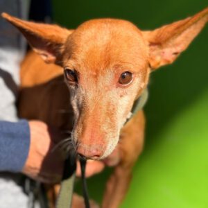 Podenco Maneto Nina, 02/2017, ca. 35 cm