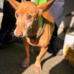 Podenco Maneto Nina, 02/2017, ca. 35 cm