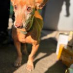 Podenco Maneto Nina, 02/2017, ca. 35 cm