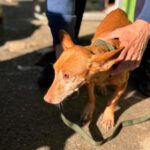 Podenco Maneto Nina, 02/2017, ca. 35 cm