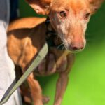 Podenco Maneto Nina, 02/2017, ca. 35 cm