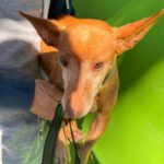 Podenco Maneto Nina, 02/2017, ca. 35 cm