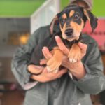 Mischling Norbert, 10/2025, Endgröße ca. 45 cm