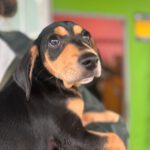 Mischling Norbert, 10/2025, Endgröße ca. 45 cm