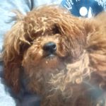 Pudel Mischling Nori, 07/2025, Endgröße ca. 30 cm