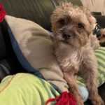 Mischling Orejas, 12/2020, ca. 31 cm, 40770 Herzlake