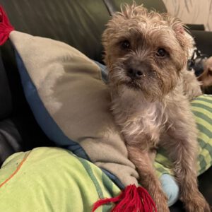 Mischling Orejas, 12/2020, ca. 31 cm, 40770 Herzlake