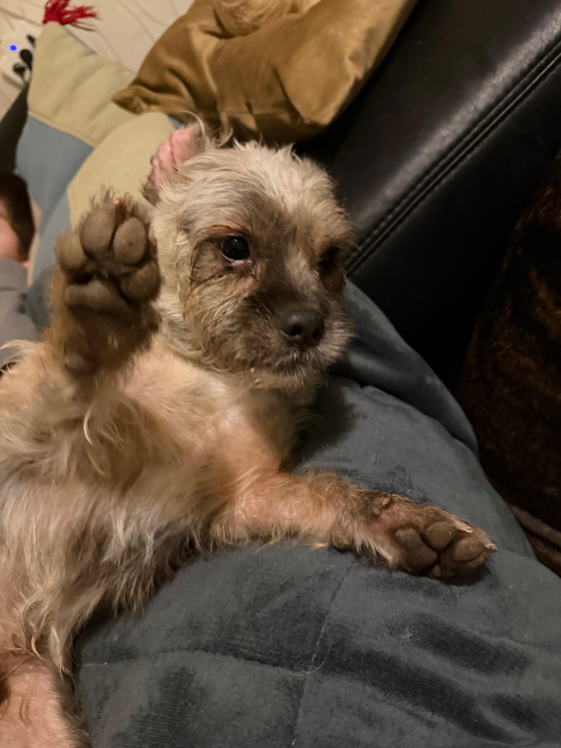 Mischling Orejas, 12/2020, ca. 31 cm, 40770 Herzlake