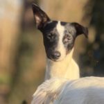 Bodeguero Mischling Patrick, 03/2025, Endgröße ca. 40 cm, 18469 Karmin