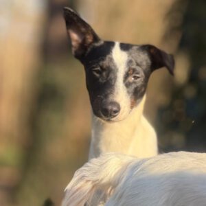 Bodeguero Mischling Patrick, 03/2025, Endgröße ca. 40 cm, 18469 Karmin