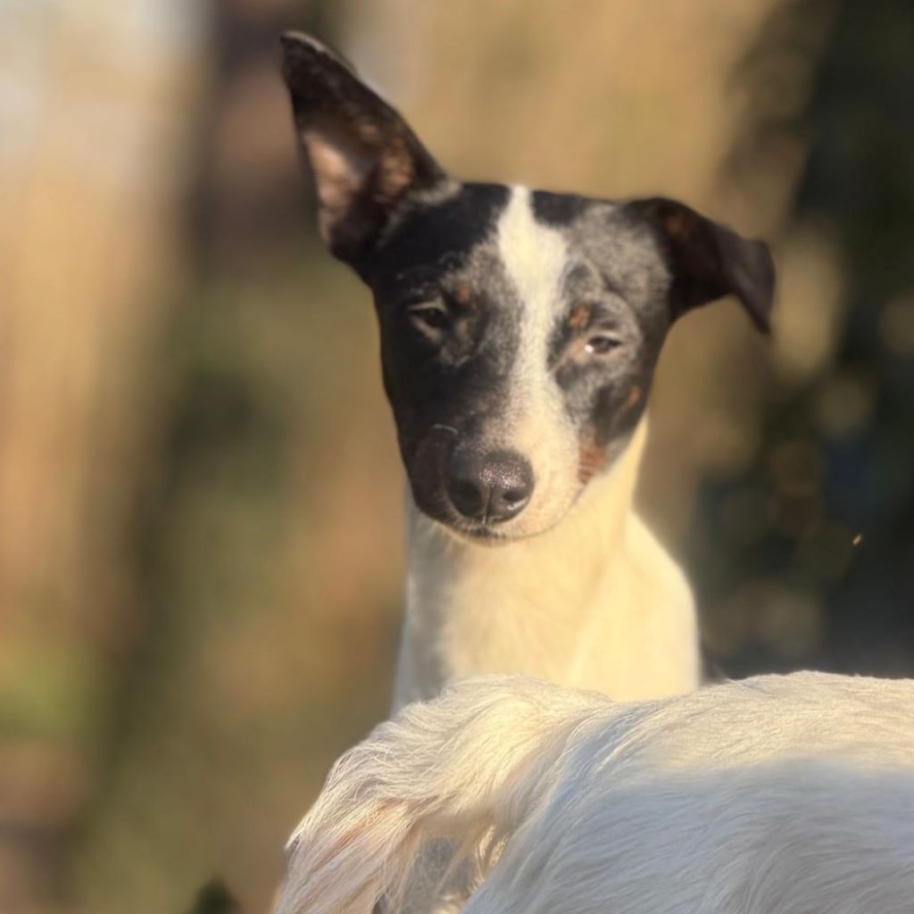 Bodeguero Mischling Patrick, 03/2025, Endgröße ca. 40 cm, 18469 Karmin