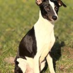 Bodeguero Mischling Patrick, 03/2025, Endgröße ca. 40 cm, 18469 Karmin