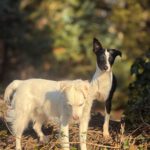 Bodeguero Mischling Patrick, 03/2025, Endgröße ca. 40 cm, 18469 Karmin