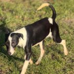 Bodeguero Mischling Patrick, 03/2025, Endgröße ca. 40 cm, 18469 Karmin