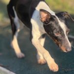 Bodeguero Mischling Patrick, 03/2025, Endgröße ca. 40 cm, 18469 Karmin