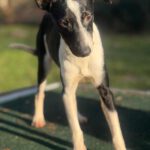 Bodeguero Mischling Patrick, 03/2025, Endgröße ca. 40 cm, 18469 Karmin