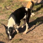 Bodeguero Mischling Patrick, 03/2025, Endgröße ca. 40 cm, 18469 Karmin