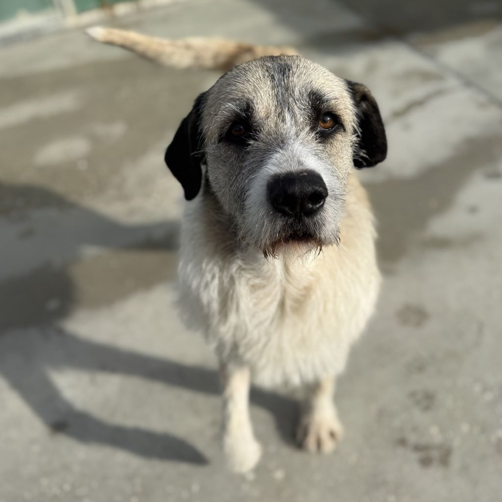 Mischling Peluche, 06/2022, ca. 70 cm