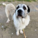 Mischling Peluche, 06/2022, ca. 70 cm