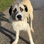 Mischling Peluche, 06/2022, ca. 70 cm